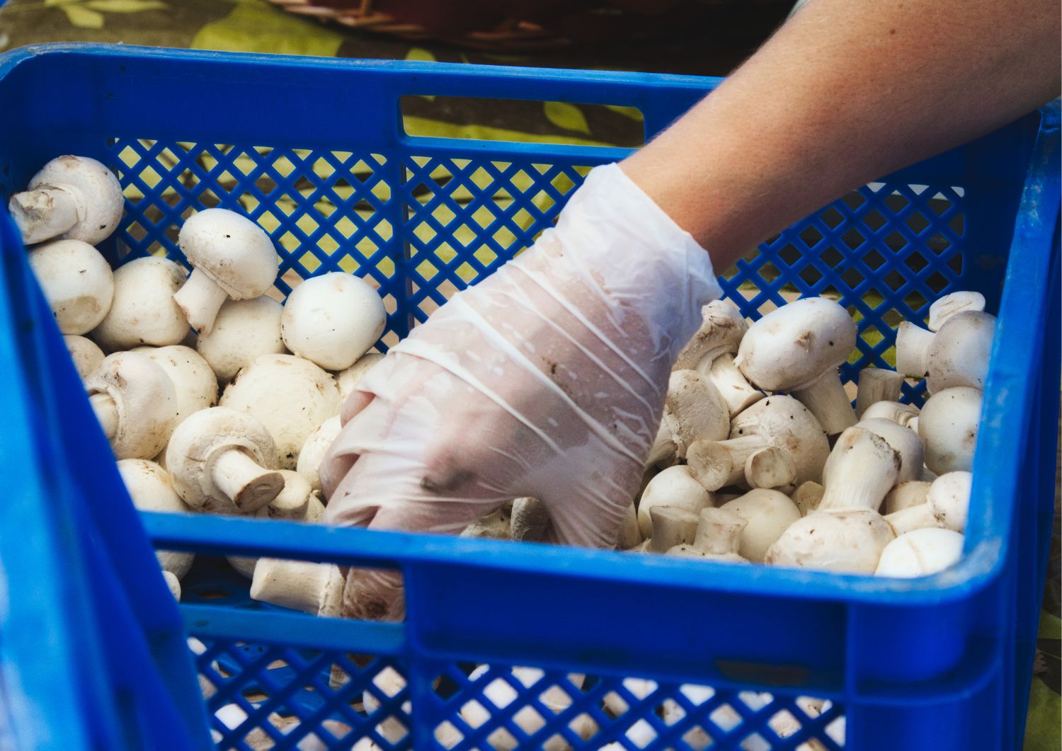 Manipulador de Alimentos